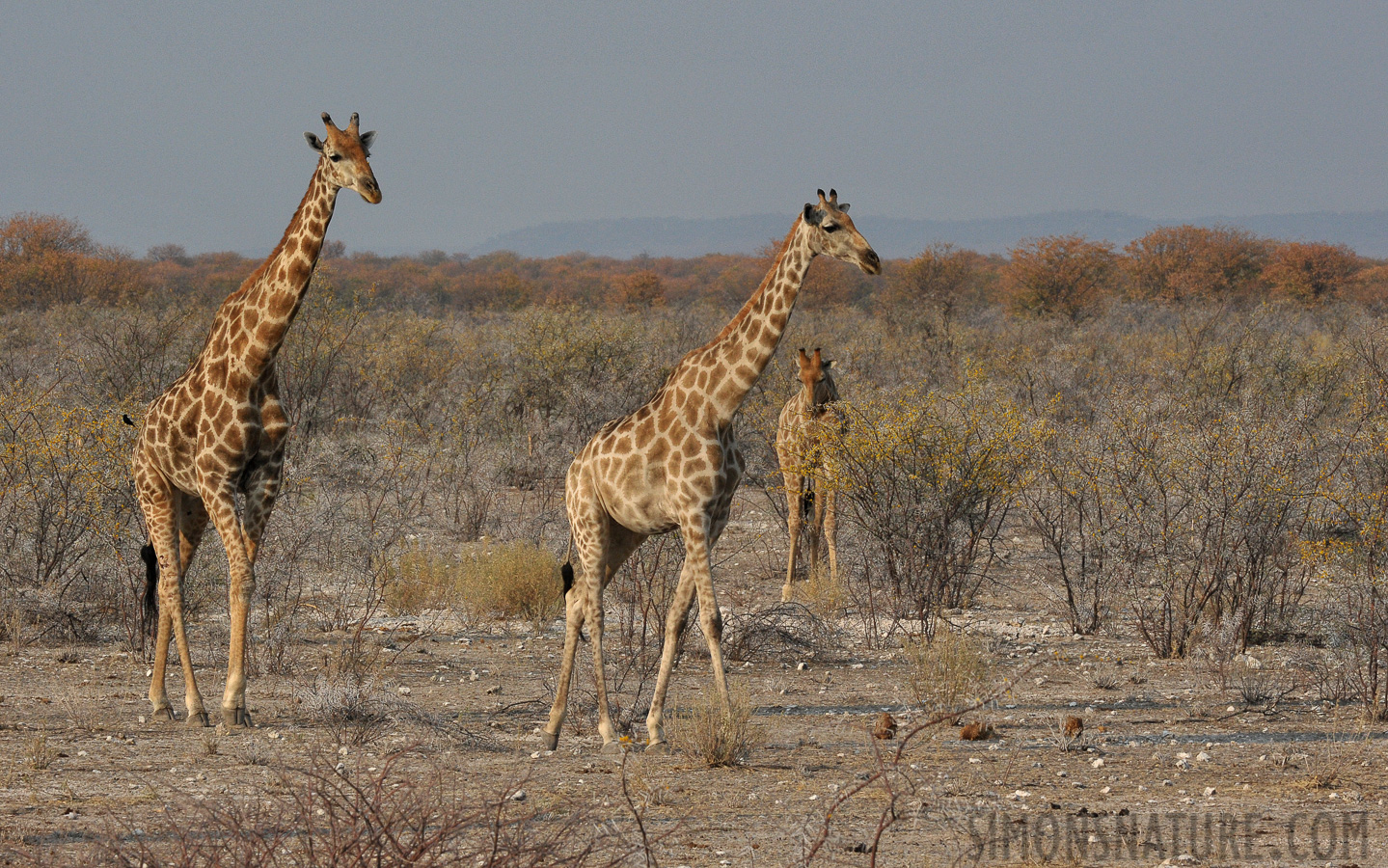 Giraffa giraffa angolensis [290 mm, 1/640 Sek. bei f / 18, ISO 1600]